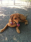 Bows-ADOPTED