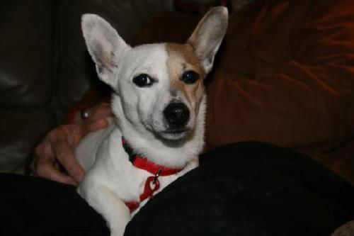 Marco - ADOPTED 03.10.12