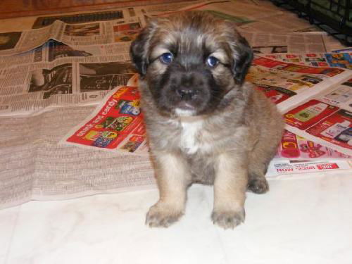 Je Litter-Barley - ADOPTED 03.03.12