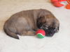 Je Litter-Barley - ADOPTED 03.03.12