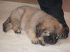 Je Litter-Barley - ADOPTED 03.03.12