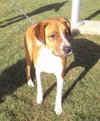 Franny-ADOPTED 4.6.12