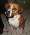 Franny-ADOPTED 4.6.12