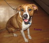 Franny-ADOPTED 4.6.12