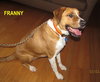 Franny-ADOPTED 4.6.12