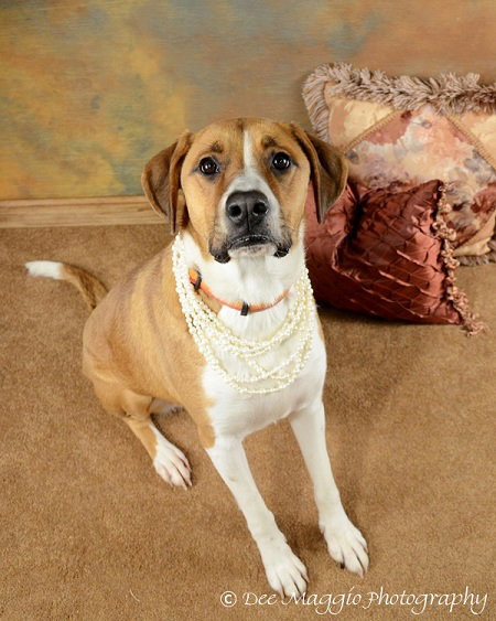 Franny-ADOPTED 4.6.12
