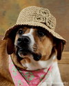 Franny-ADOPTED 4.6.12