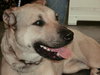 Amber-ADOPTED-3.31.12