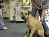 Amber-ADOPTED-3.31.12