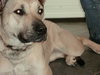 Amber-ADOPTED-3.31.12