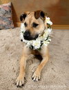Amber-ADOPTED-3.31.12