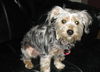 Willow-ADOPTED-3.30.12