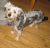 Willow-ADOPTED-3.30.12
