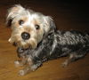 Willow-ADOPTED-3.30.12