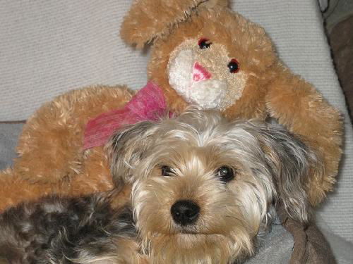 Willow-ADOPTED-3.30.12