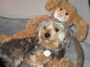 Willow-ADOPTED-3.30.12
