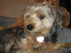 Willow-ADOPTED-3.30.12