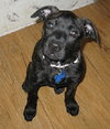 Molly 