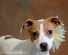 Irish - ADOPTED 09.09.12