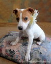 Irish - ADOPTED 09.09.12
