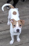 Irish - ADOPTED 09.09.12