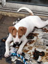 Irish - ADOPTED 09.09.12