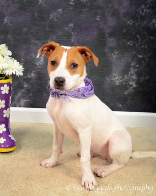 Irish - ADOPTED 09.09.12