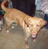 Fozzy - ADOPTED
