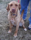Fozzy - ADOPTED