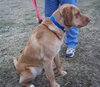 Fozzy - ADOPTED