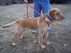 Fozzy - ADOPTED