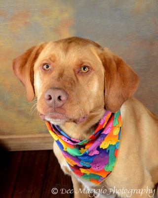 Fozzy - ADOPTED