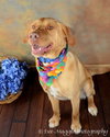 Fozzy - ADOPTED