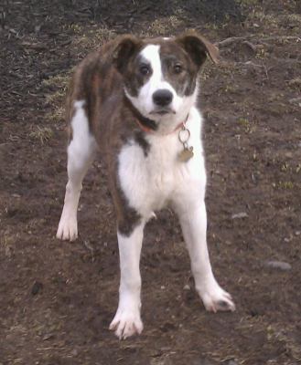 Murphy 2 