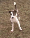 Murphy 2 