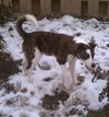 Murphy 2 
