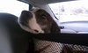 Murphy 2 