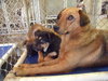 Petulia-ADOPTED 11.09.12