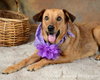 Petulia-ADOPTED 11.09.12