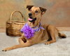 Petulia-ADOPTED 11.09.12