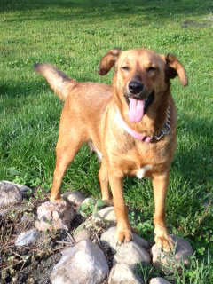 Petulia-ADOPTED 11.09.12
