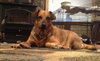 Petulia-ADOPTED 11.09.12