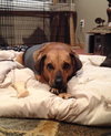 Petulia-ADOPTED 11.09.12