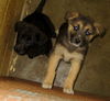 Le Litter-Tailz - ADOPTED 06.09.12