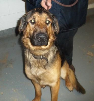 Homar - ADOPTED 03.16.12
