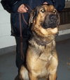 Homar - ADOPTED 03.16.12