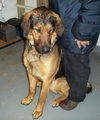 Homar - ADOPTED 03.16.12
