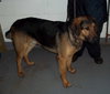 Homar - ADOPTED 03.16.12