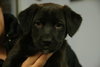 Iris - ADOPTED 03.29.12