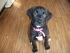 Iris - ADOPTED 03.29.12